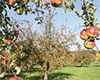 Adam und Eva im Apfel-Wellness-Paradies